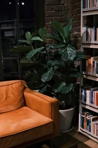 Mystical reading Corner